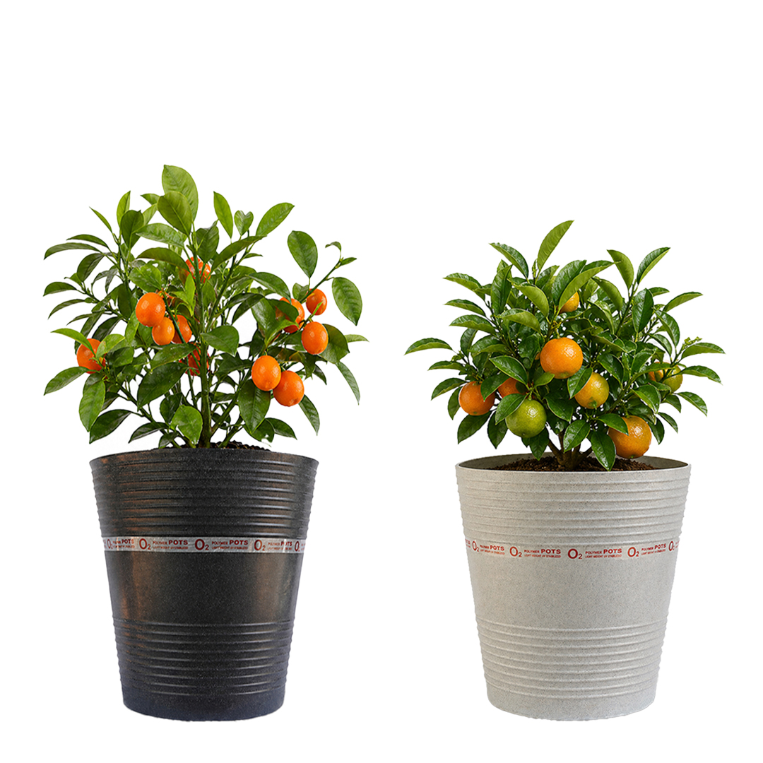 FRUIT PLANTER
